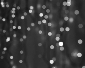 Festives